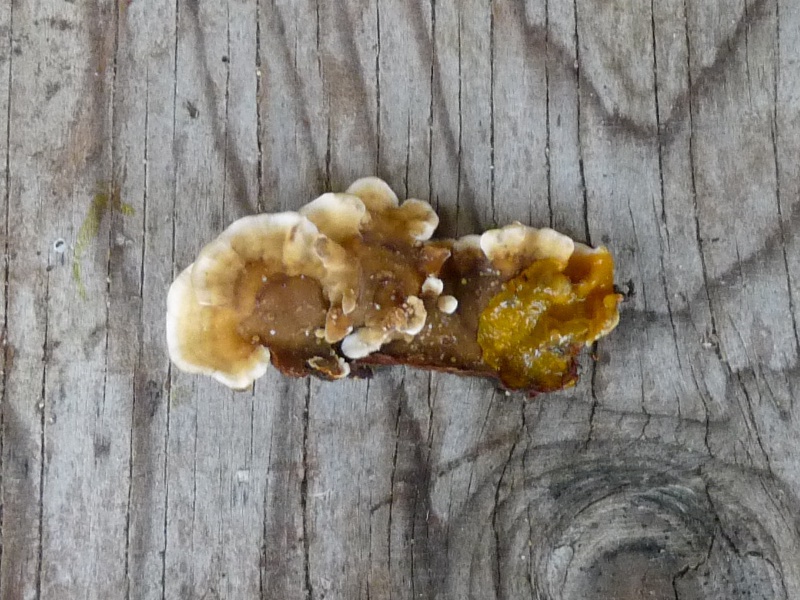 P1040759 US Saprobiont auf Linde 800 red .JPG