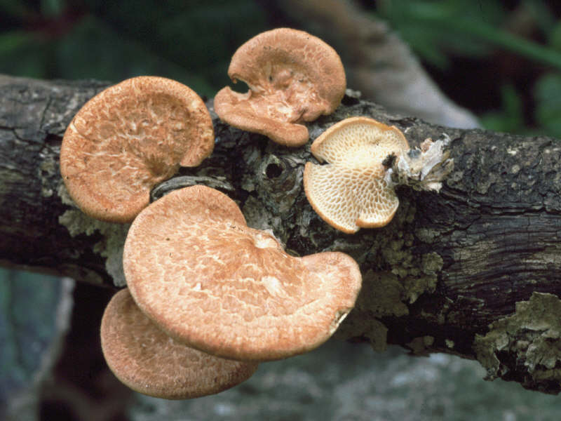 PolyporusMori_2Dia06_403g.jpg