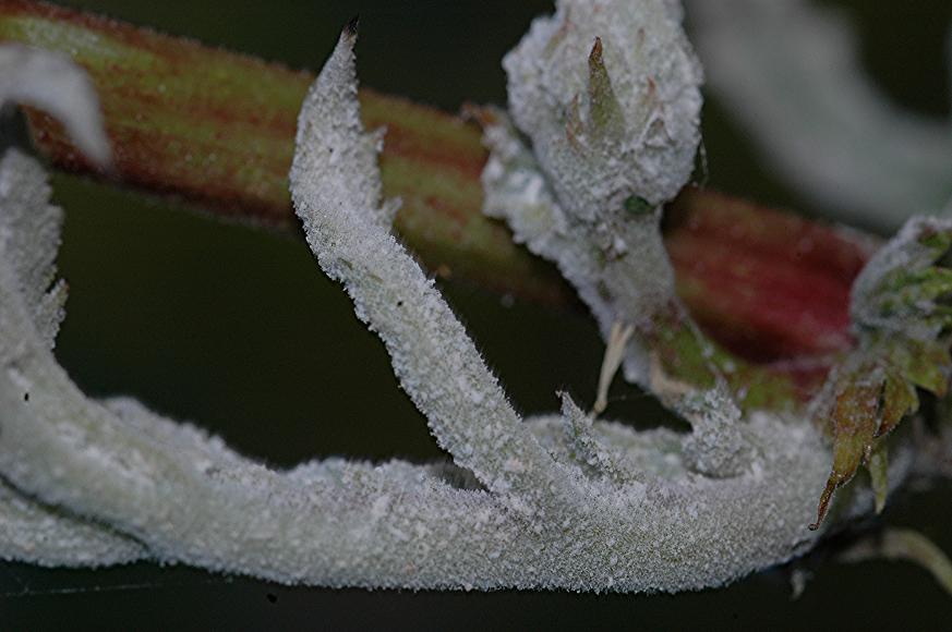 DSC_7906 Schärfe 29 %.JPG