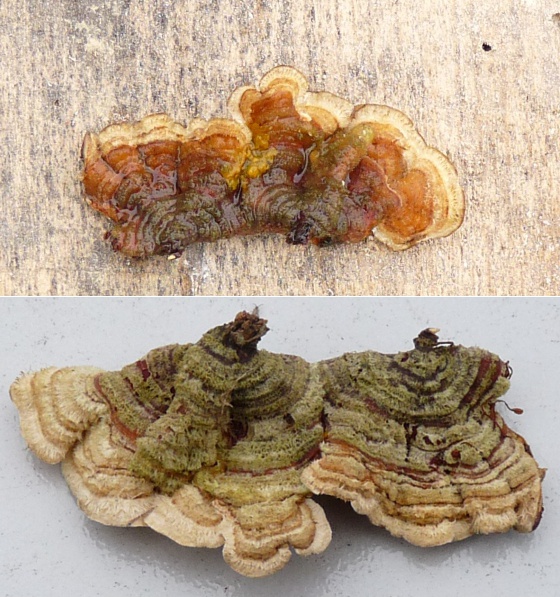 2 Pilzfotos kombiniert 600X600 red2 .jpg