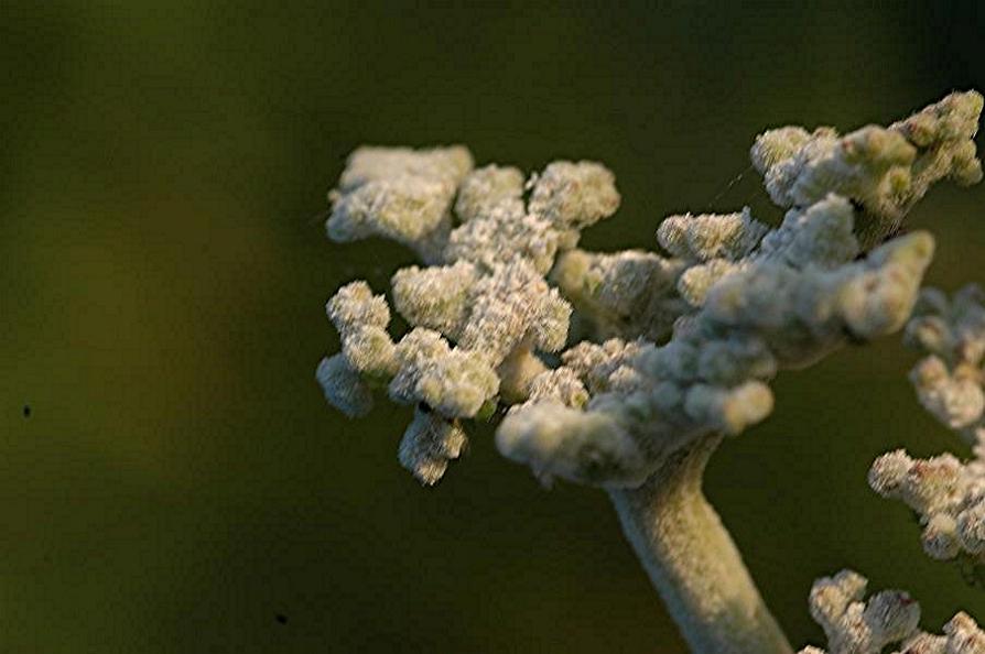 DSC_7899 Schärfe 99 %.JPG