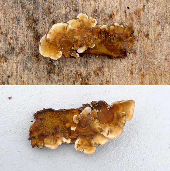 2 Pilzfotos kombiniert US 600X600 red 2 .jpg