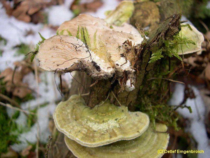 Lenzites betulinus-a.JPG