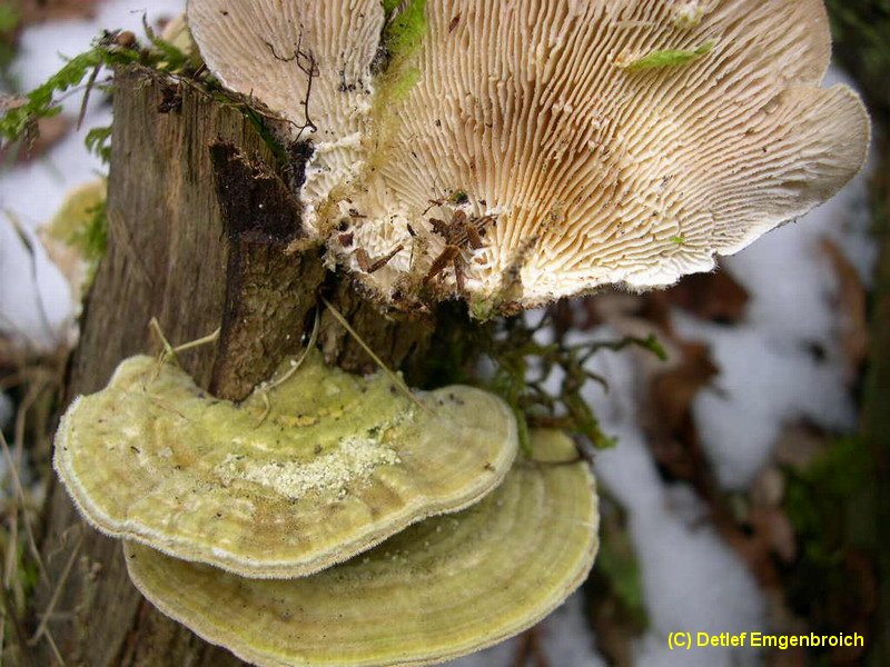 Lenzites betulinus-b.JPG