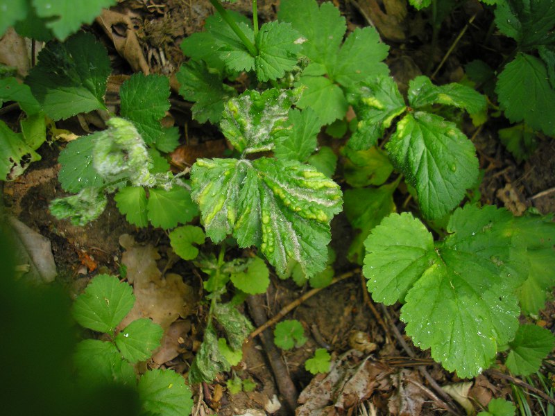 Schlaifhausen (1).JPG