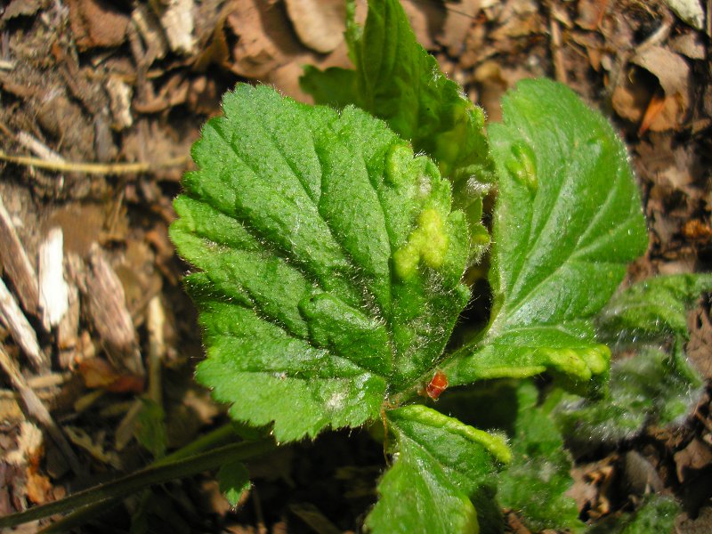 Schlaifhausen (4).JPG