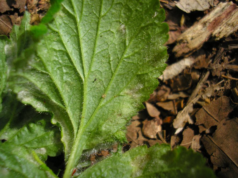 Schlaifhausen (6).JPG