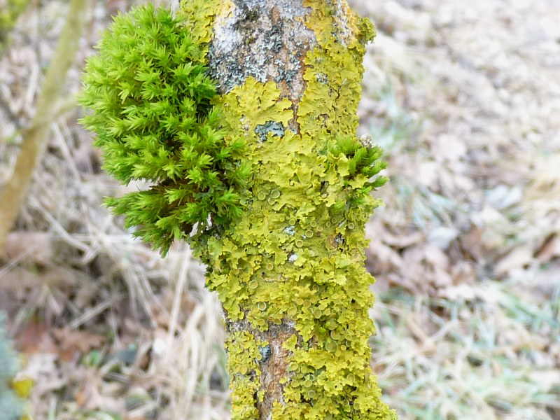 P1040889 Flechten u. Moose 800 red .JPG