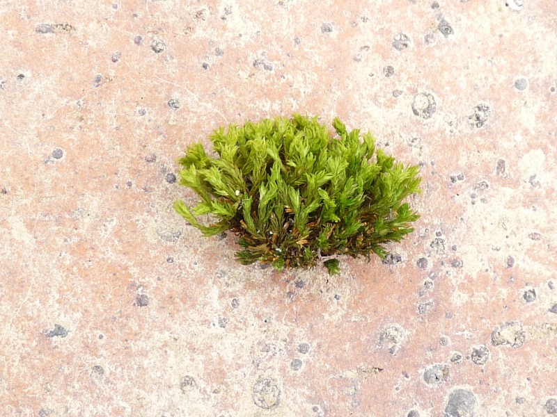 P1040911 Moos 800 red .JPG