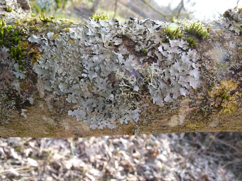 P1040916 Blasenflechte 800 red .JPG