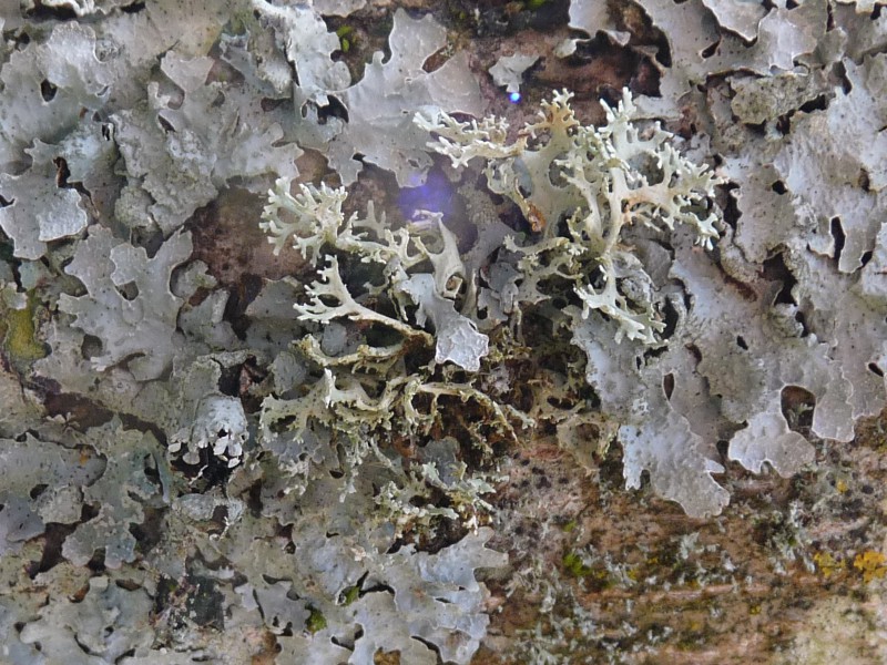 P1040916 Blasenflechte Ausschnitt 800 red .JPG