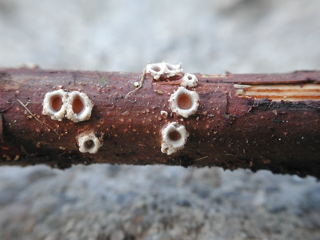 Eingesenktes_Lochbecherchen.jpg