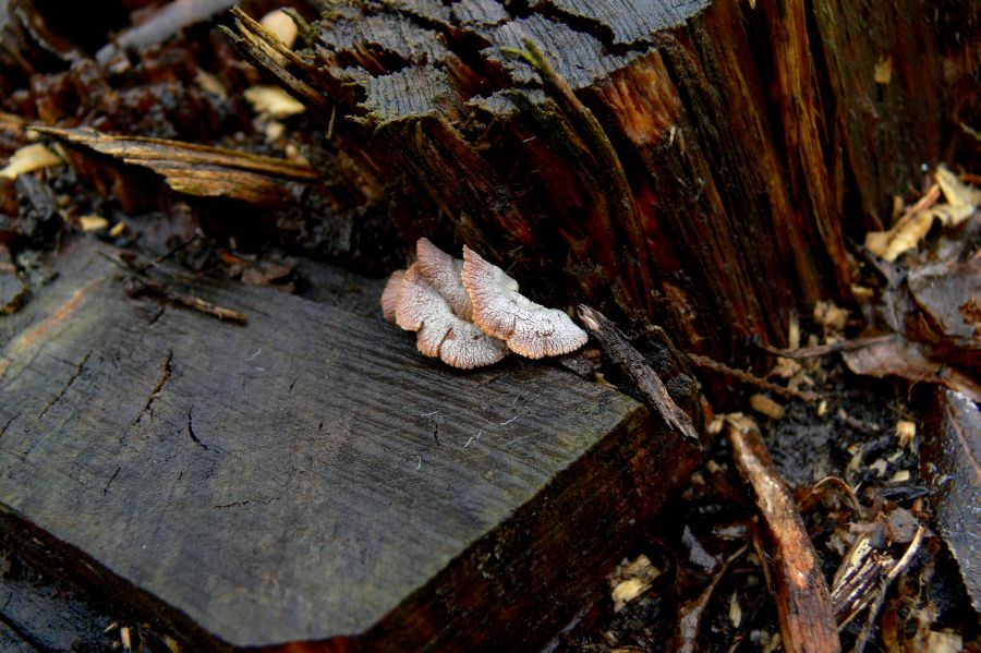 P1130815 - Kopie.JPG