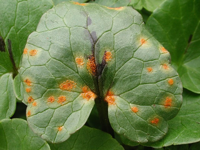 Aecidium_ranunculi_acris.jpg