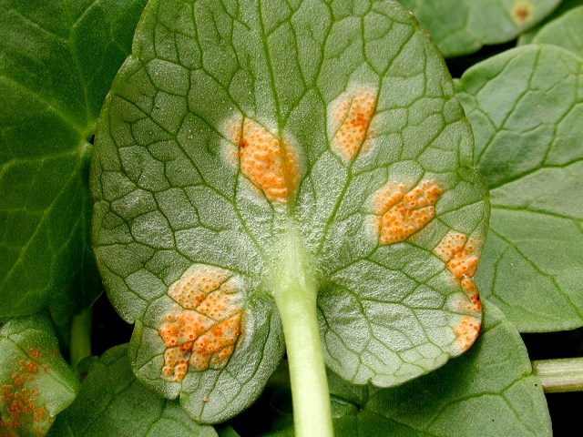 Aecidium_ranunculi_acris2.jpg