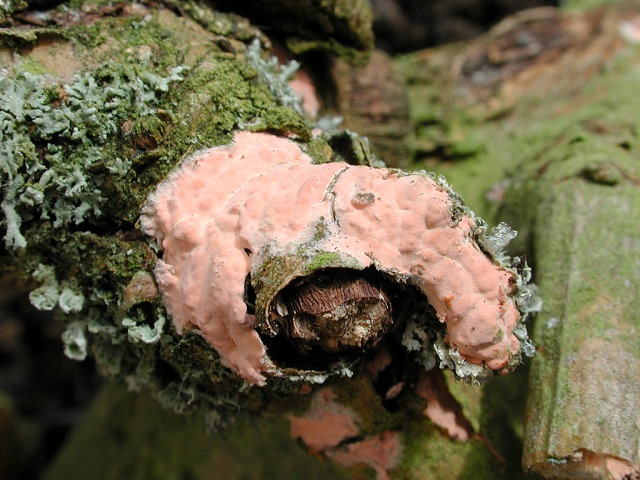 Rosafarbener_Rindenpilz2.jpg
