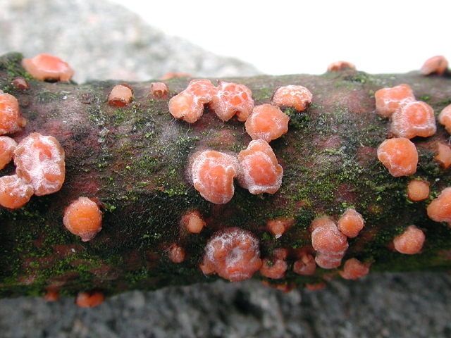 Rindenpilz3.jpg