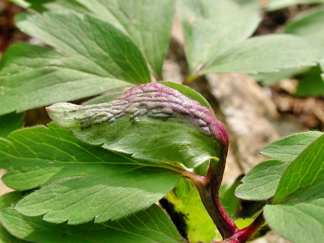 Urocystis_anemones.jpg