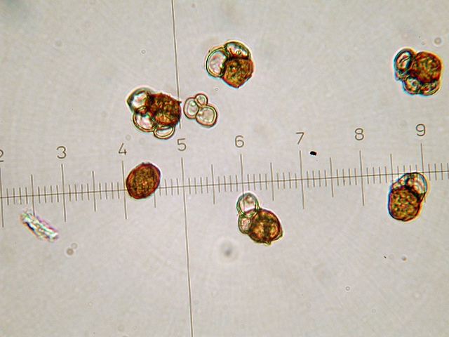 Urocystis_anemones5.jpg