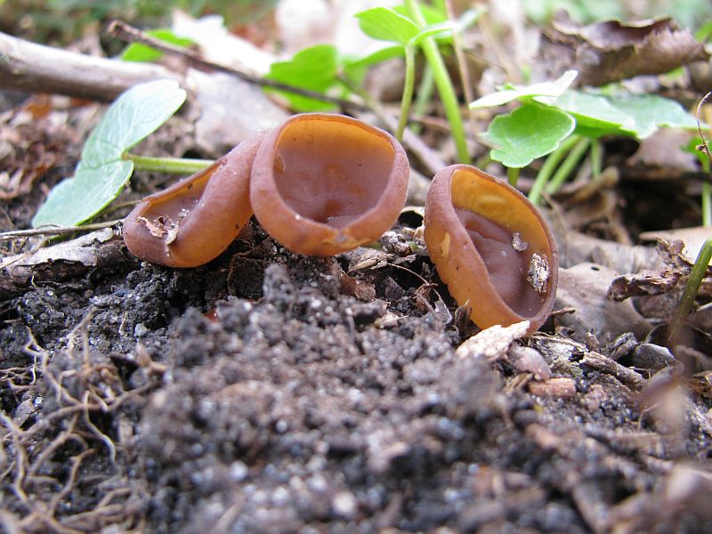 Anemonenbecherling (2).jpg