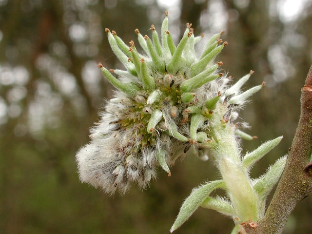 Salix_Raupe.jpg