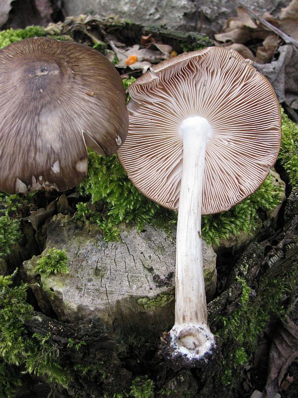 Rehbraune Dachpilz.jpg