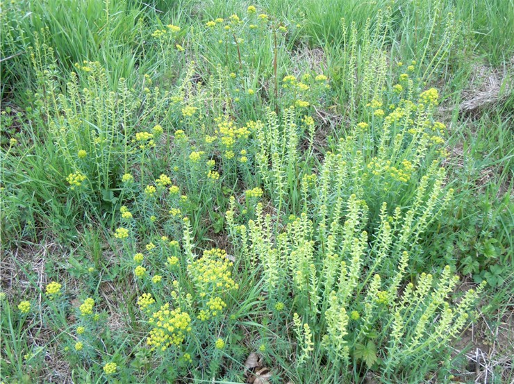 DSCN9526 Ausschnitt, Kontrast, klein.jpg