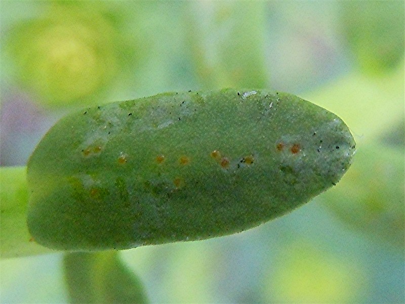 DSCN9528 Blattoberseite, Ausschnitt, Schärfe, klein.jpg