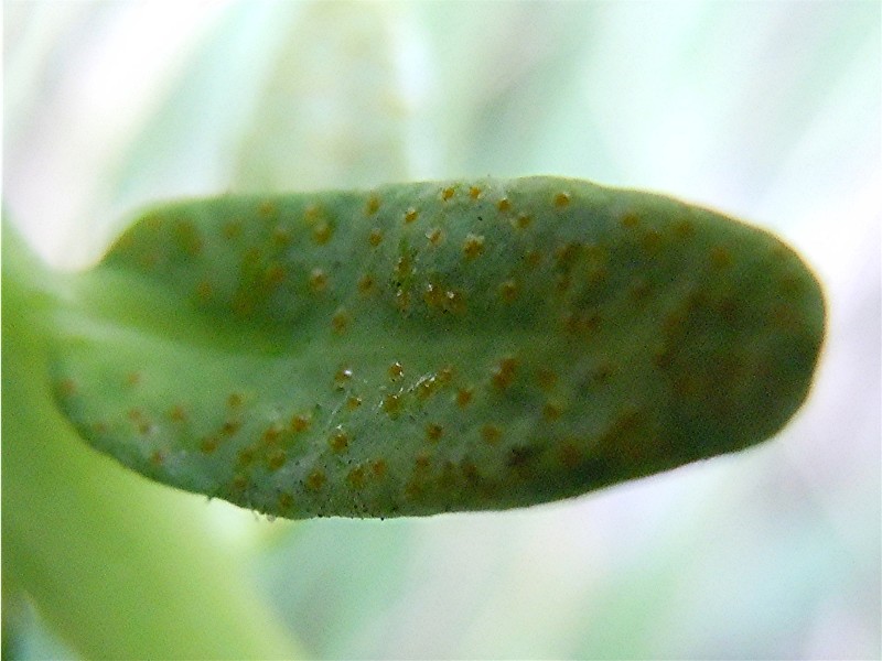 DSCN9530 Blattunterseite, Ausschnitt, Schärfe, klein.jpg