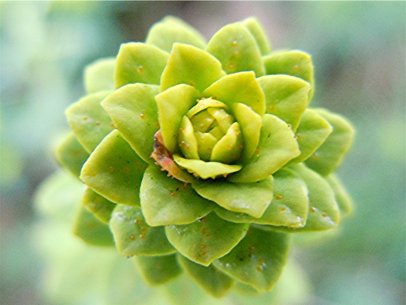 DSCN9531 Ausschnitt, Schärfe, klein.jpg