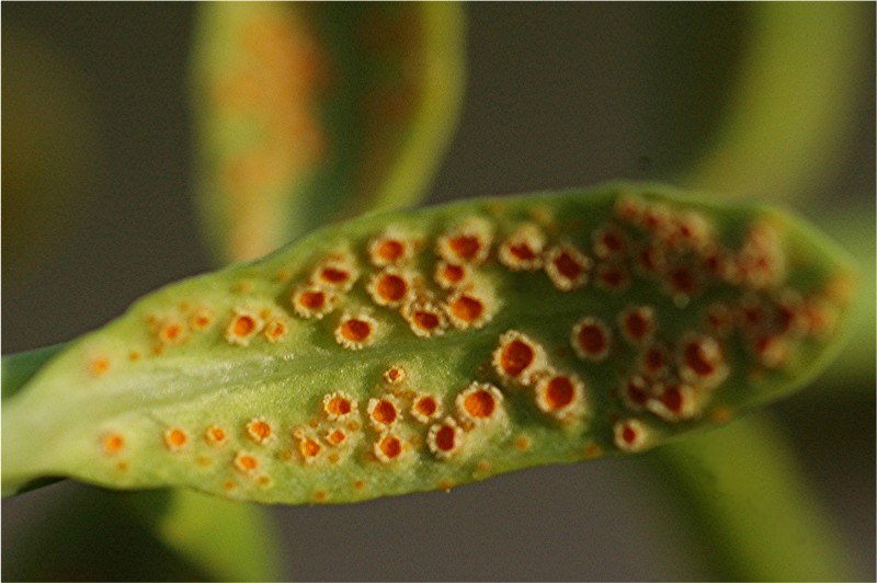 DSC_9701 Ausschnitt, Schärfe, klein.jpg