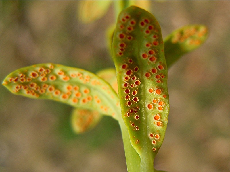 DSCN0482 Ausschnitt, Schärfe, klein.jpg