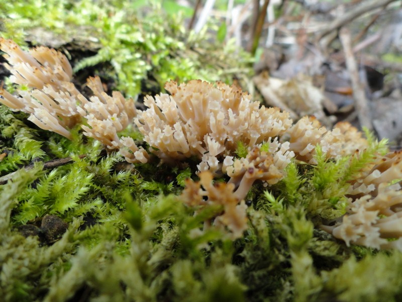 DSC03661 (800x600).jpg