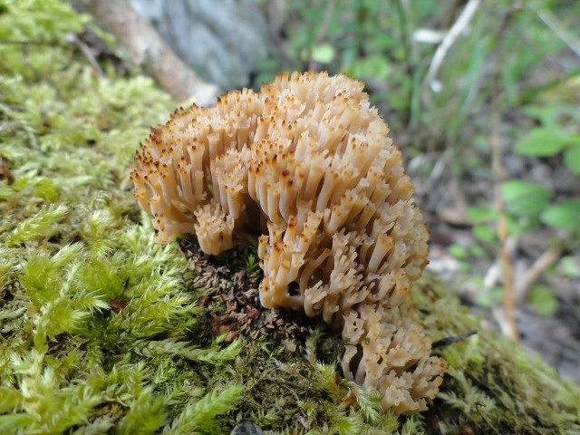 DSC03662 (640x480).jpg