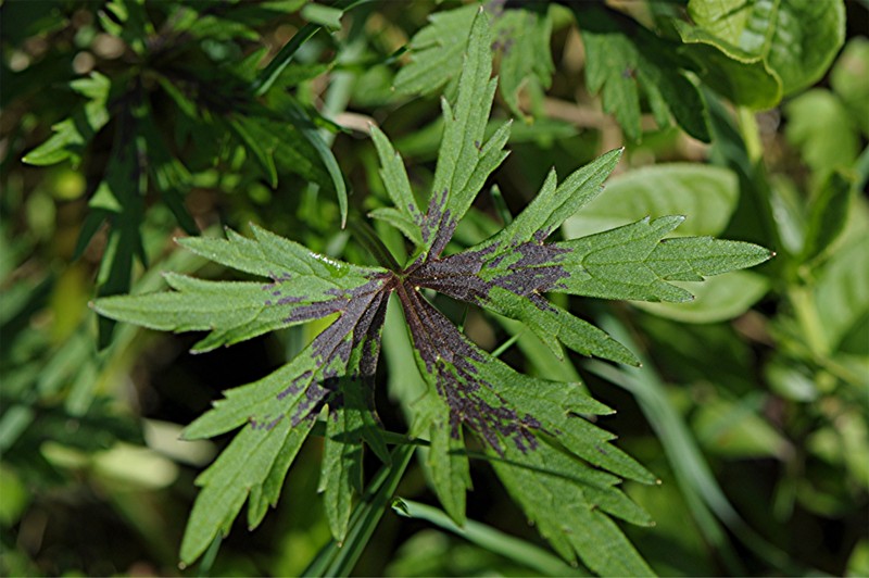 _DSC6478 Ausschnitt, Schärfe, klein.jpg