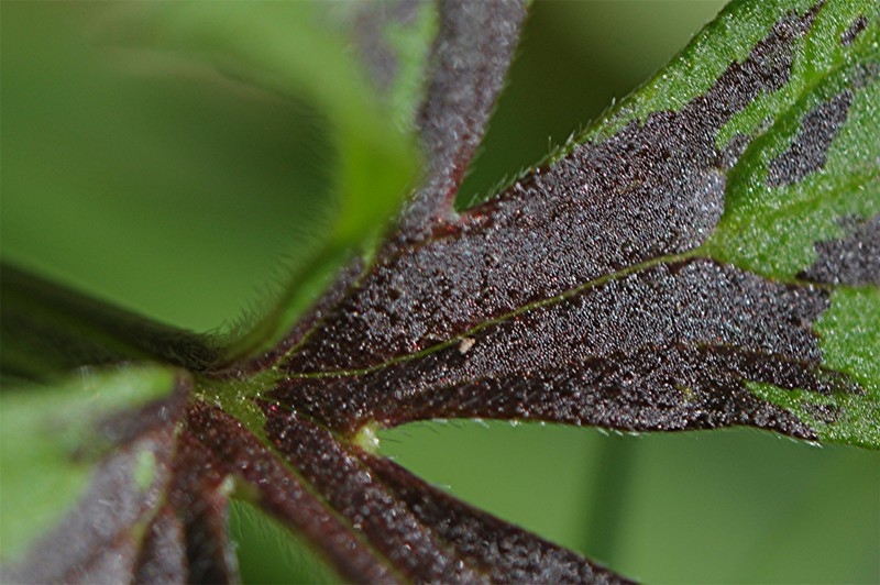 _DSC6482 Ausschnitt, Schärfe, klein.jpg