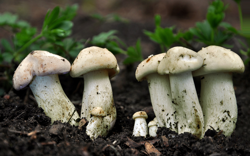 Calocybe_gambosa_2.jpg