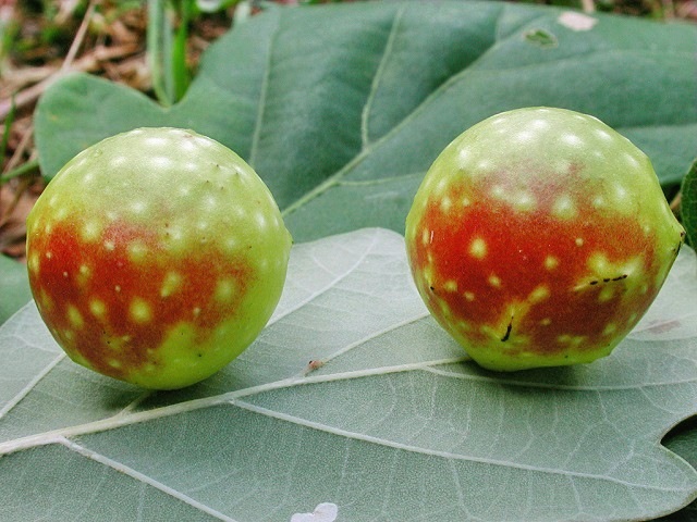 Cynips_quercusfolii.jpg