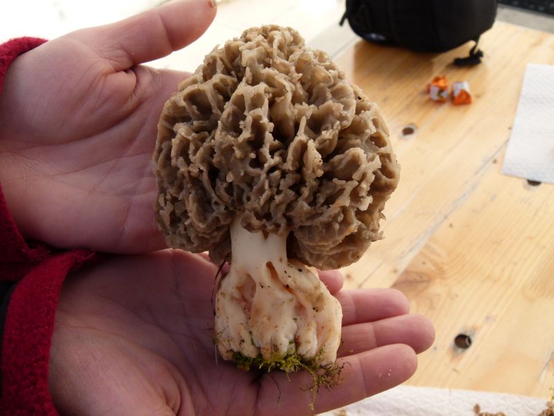Morchella esculenta F.jpg