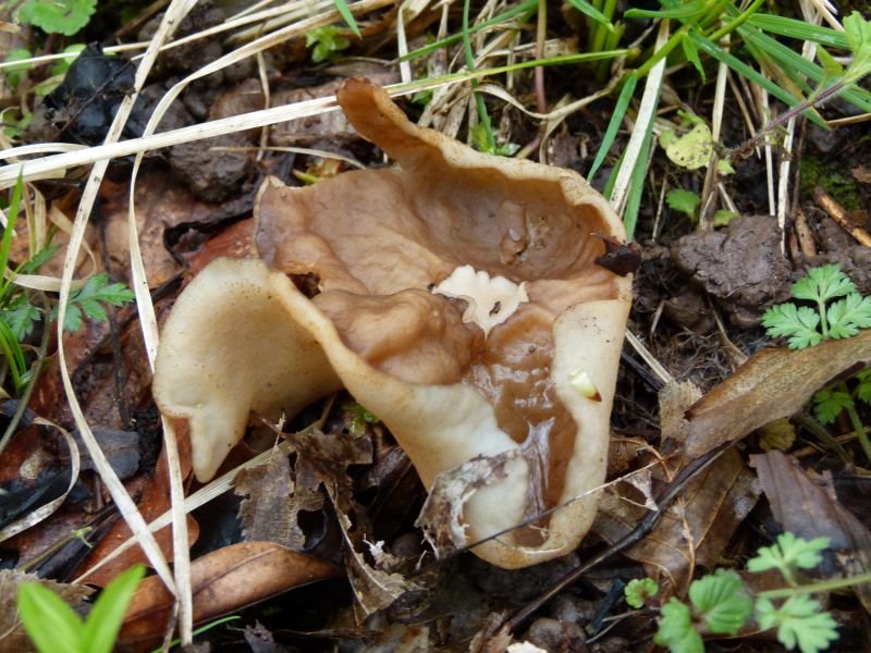 Morchelbecherling F.jpg