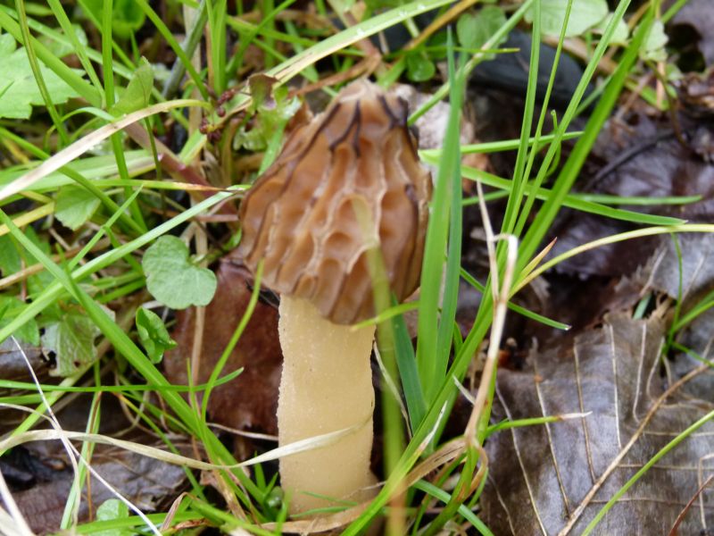 Käppchenmorchel F.jpg