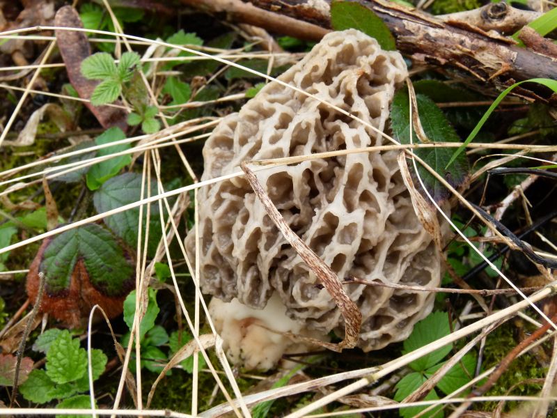 Morchella deliciosa F.jpg