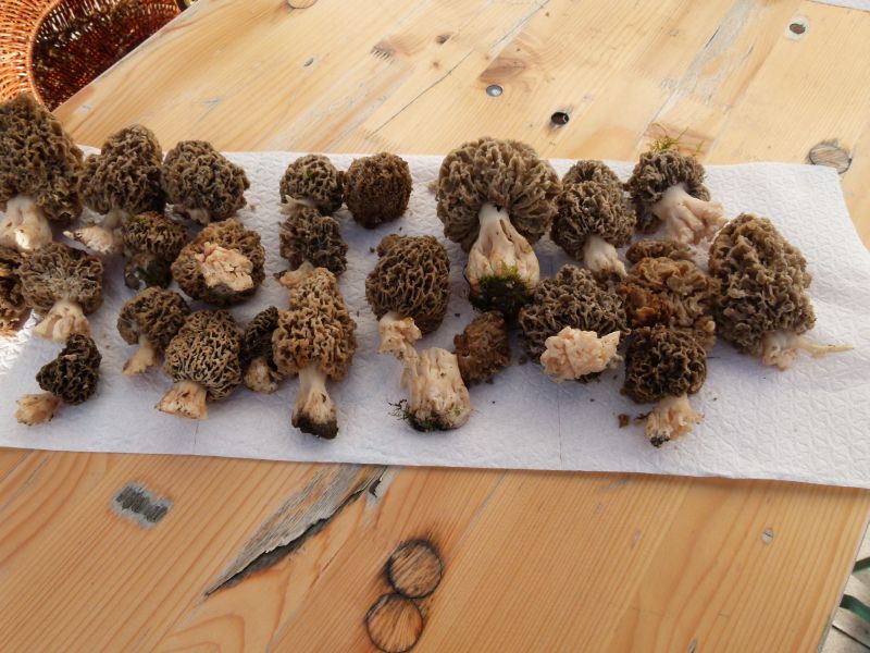 Speisemorscheln F.jpg