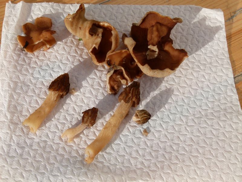 Morchelbecherlinge und Käppchenmorcheln F.jpg