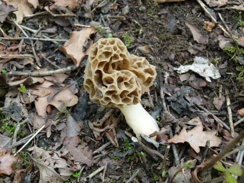 Speisemorchel gelb F.jpg