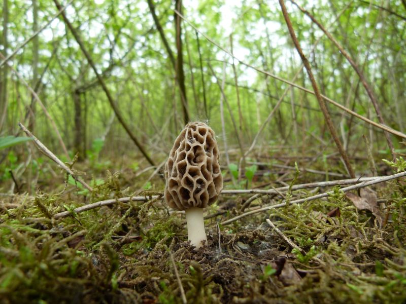 Speisemorchel grau F.jpg