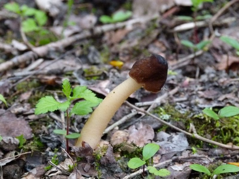 FingerhutVerpel F.jpg