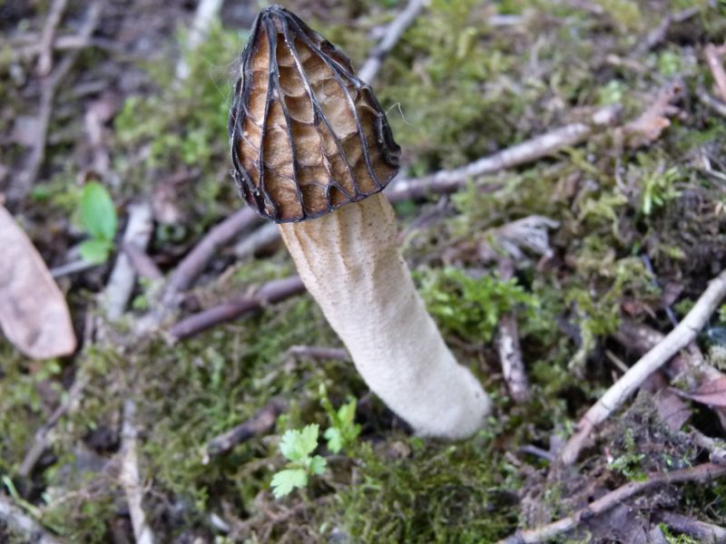 Halbfreie Morchel F.jpg