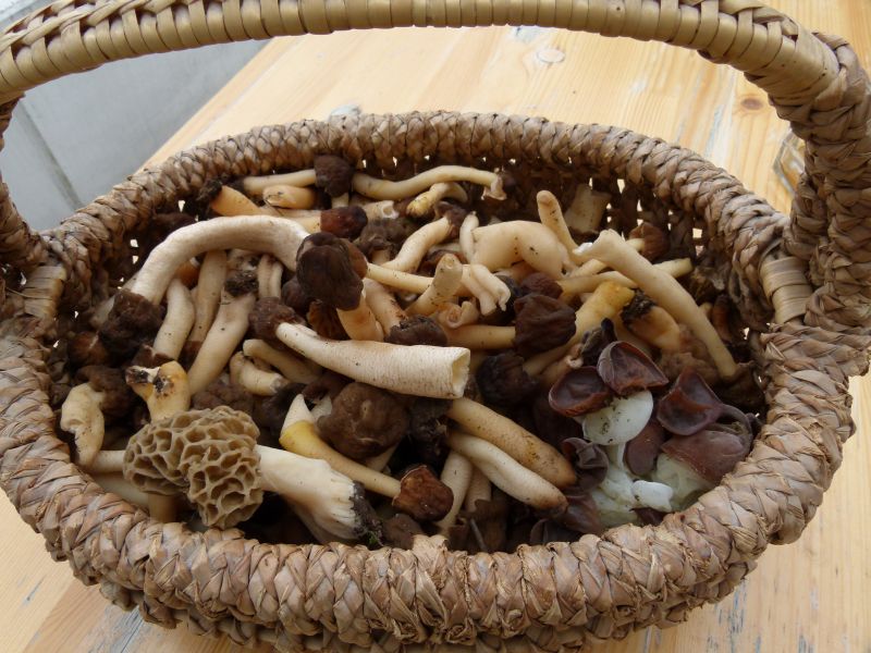 Aprilkorb 2012 F.jpg