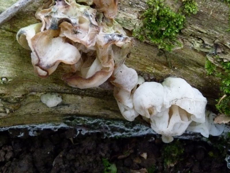 Judasohr weiß F.jpg